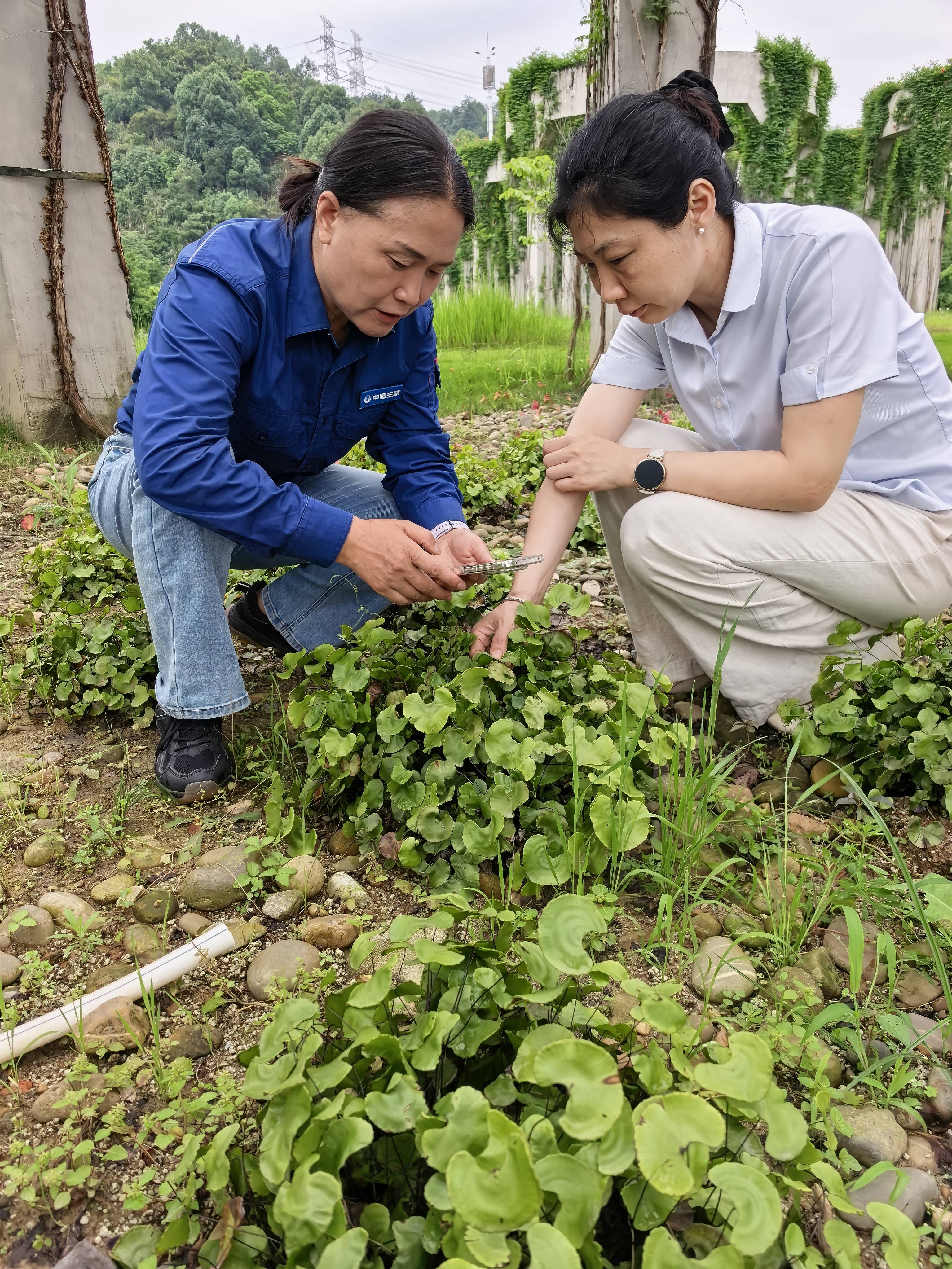 “最美科技工作者”黄桂云的愿望：把珍稀植物种满祖国大地(图2)