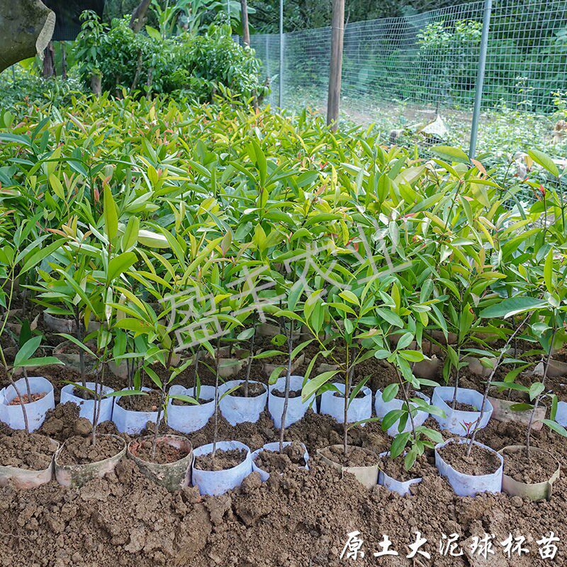 十五五期间苗木种植将成为黄金赛道立项、拿土地、拿补贴全流程实操指南(图1)