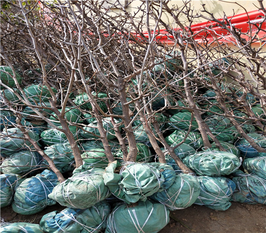 哪些渠道能获取适配多场景种植的苹果苗(图1)
