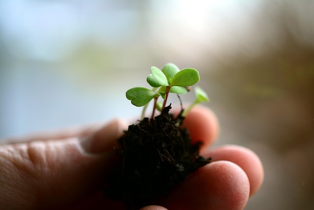 哪些场景适合种植芦苇苗