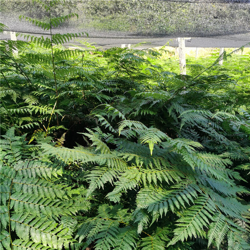 保定水生态治理场景下沉水植物种植工程如何选择合适服务商