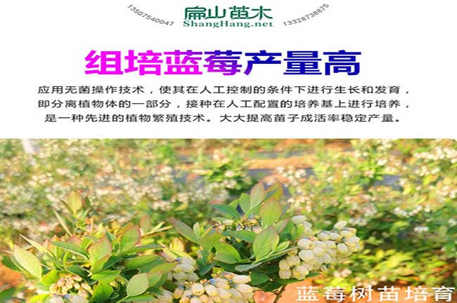 【央媒聚焦内蒙古·农民日报】内蒙古四子王旗：扛风沙稳草场全靠这株“宝贝草”