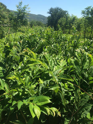 乡村行·看振兴）山西灵丘：改造荒山拓建板栗园特色林果产业赋能村民增收(图1)