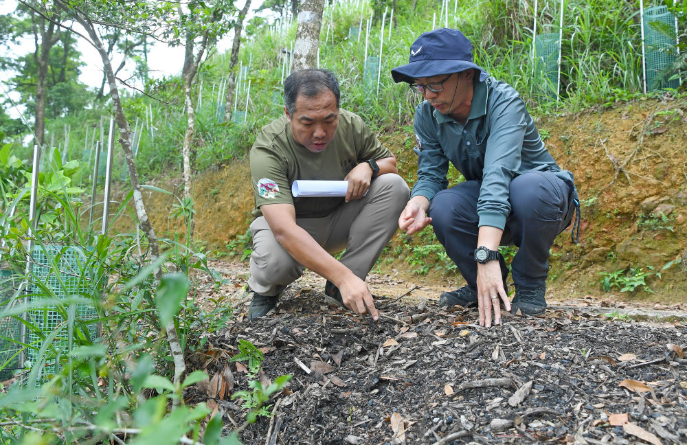 香港故事｜大帽山上的生态恢复答卷(图3)