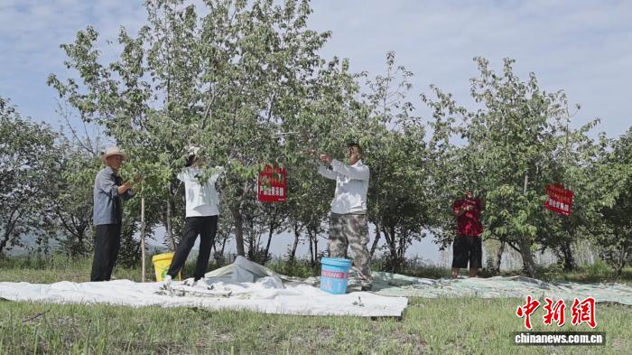 乡村行·看振兴）“中国翅果油树之乡”山西翼城：特色产业绘就富农好“丰”景(图1)