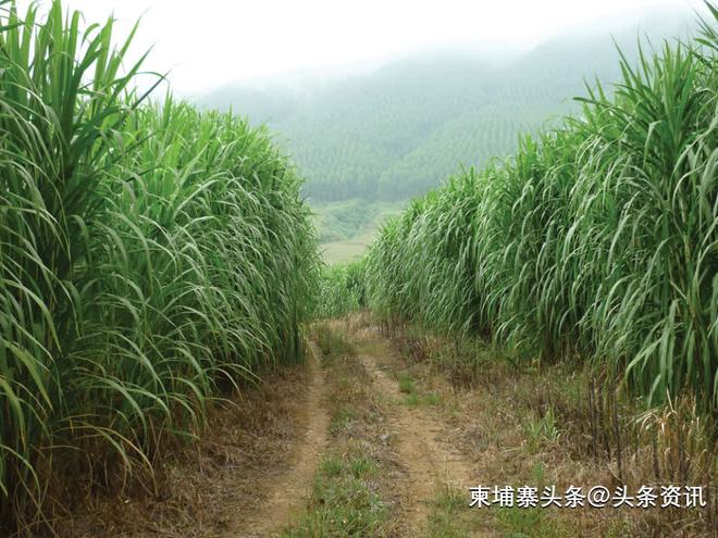 柬埔寨计划推广种植“巨菌草”！(图1)