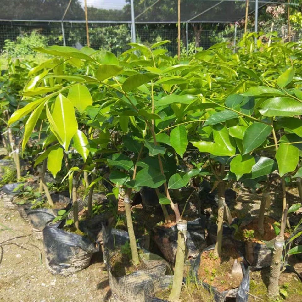 植物种植概念上市公司2024年第二季度销售费用十大排名(图1)