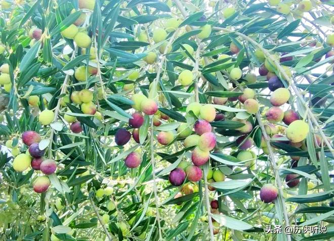 中国又开始“反人类”操作花60年时间在甘肃荒地种出百亿产业(图4)