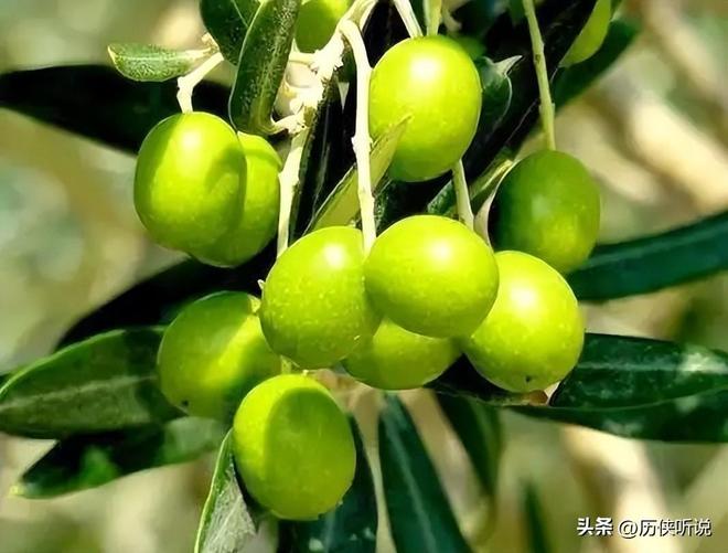 中国又开始“反人类”操作花60年时间在甘肃荒地种出百亿产业(图5)