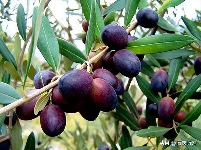 中国又开始“反人类”操作花60年时间在甘肃荒地种出百亿产业(图2)