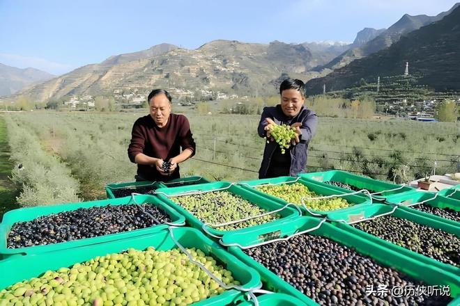 中国又开始“反人类”操作花60年时间在甘肃荒地种出百亿产业(图6)