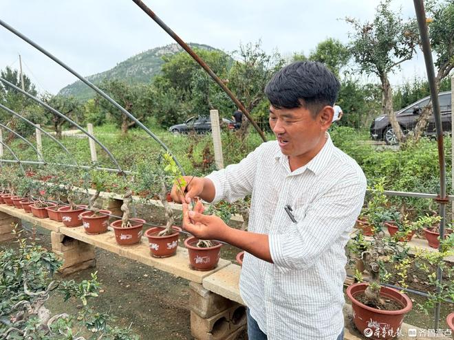 石榴盆景有了新形态藏在方寸盆景里的“增收密码”(图2)