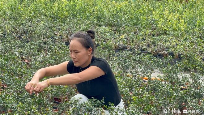石榴盆景有了新形态藏在方寸盆景里的“增收密码”(图3)