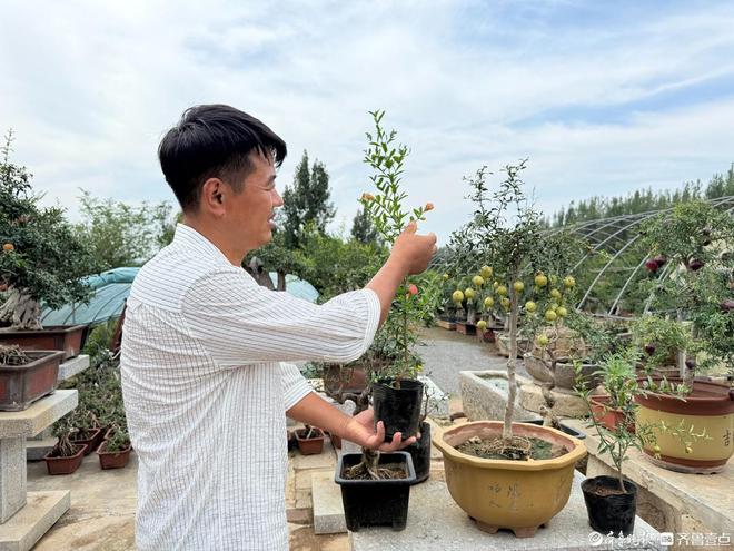 石榴盆景有了新形态藏在方寸盆景里的“增收密码”(图4)