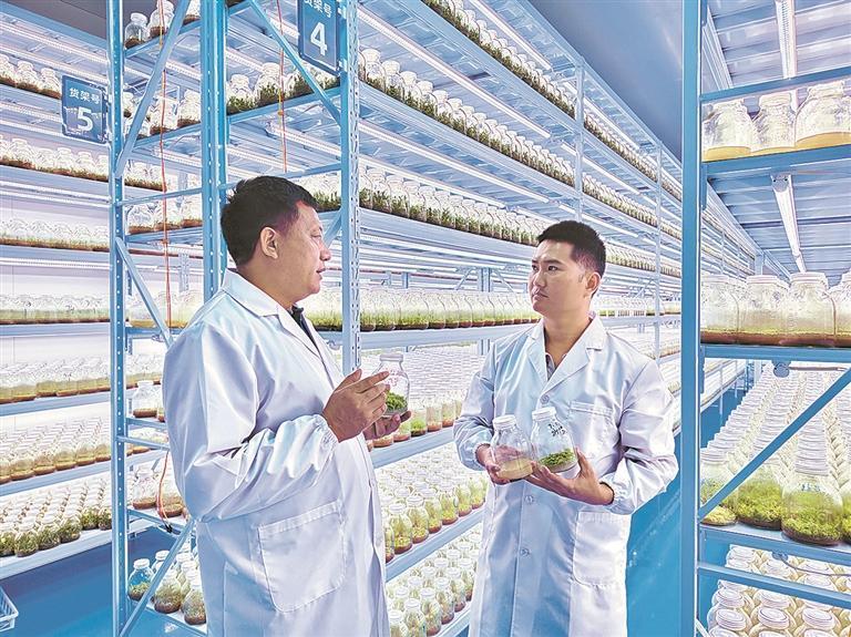 打造现代农业发展的新样本——走进德宏州最大的组培苗基地(图1)