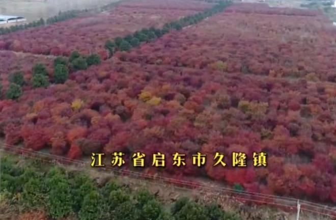 江苏老人郭中良患癌退休回家种树花百万17年后收获6亿财富(图16)