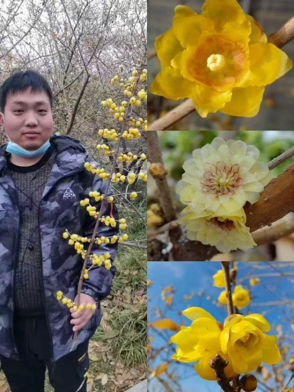 鄢陵蜡梅“香”约未来 科技赋能酝酿蝶变(图4)
