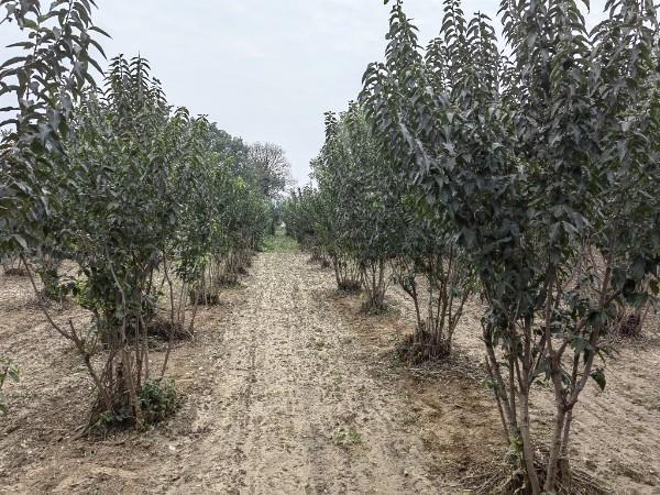 鄢陵蜡梅“香”约未来 科技赋能酝酿蝶变(图3)