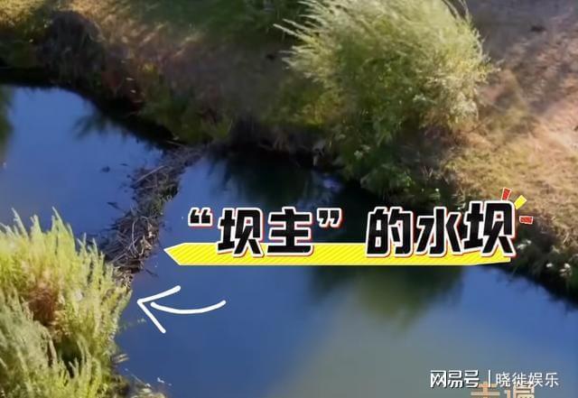 国内仅存800多只！为提供更广的栖息地新疆花5年种树超100万棵(图4)
