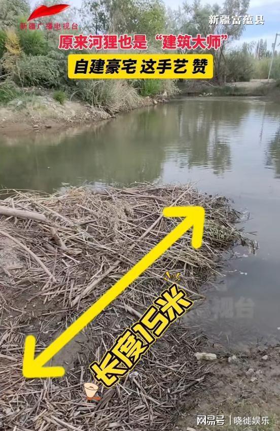 国内仅存800多只！为提供更广的栖息地新疆花5年种树超100万棵(图10)
