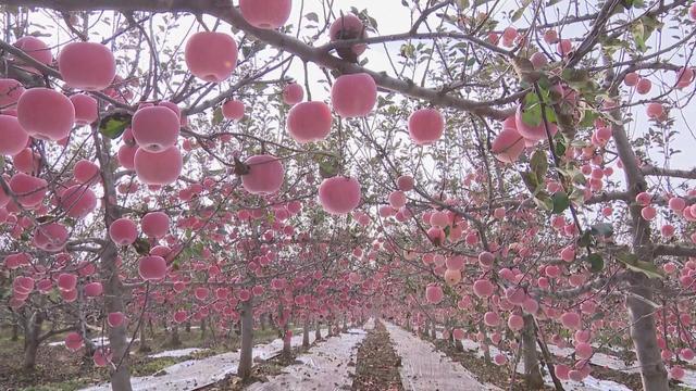 陕西铜川市耀州区：聚焦三农 村美民富共话振兴(图3)