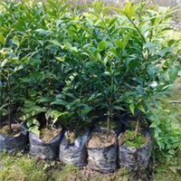 彰显品种优势 斩获行业殊荣——融安香杉、脆蜜金桔双双获奖！(图1)