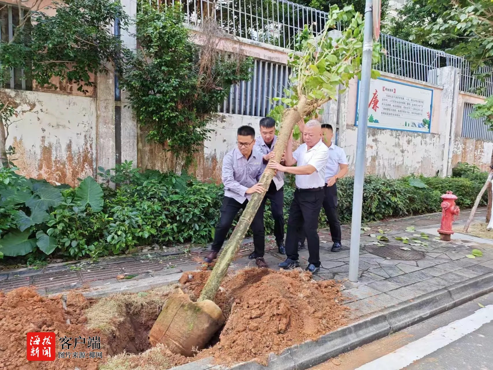 秀英区：爱心企业捐赠苗木 同心共建绿色家园(图3)