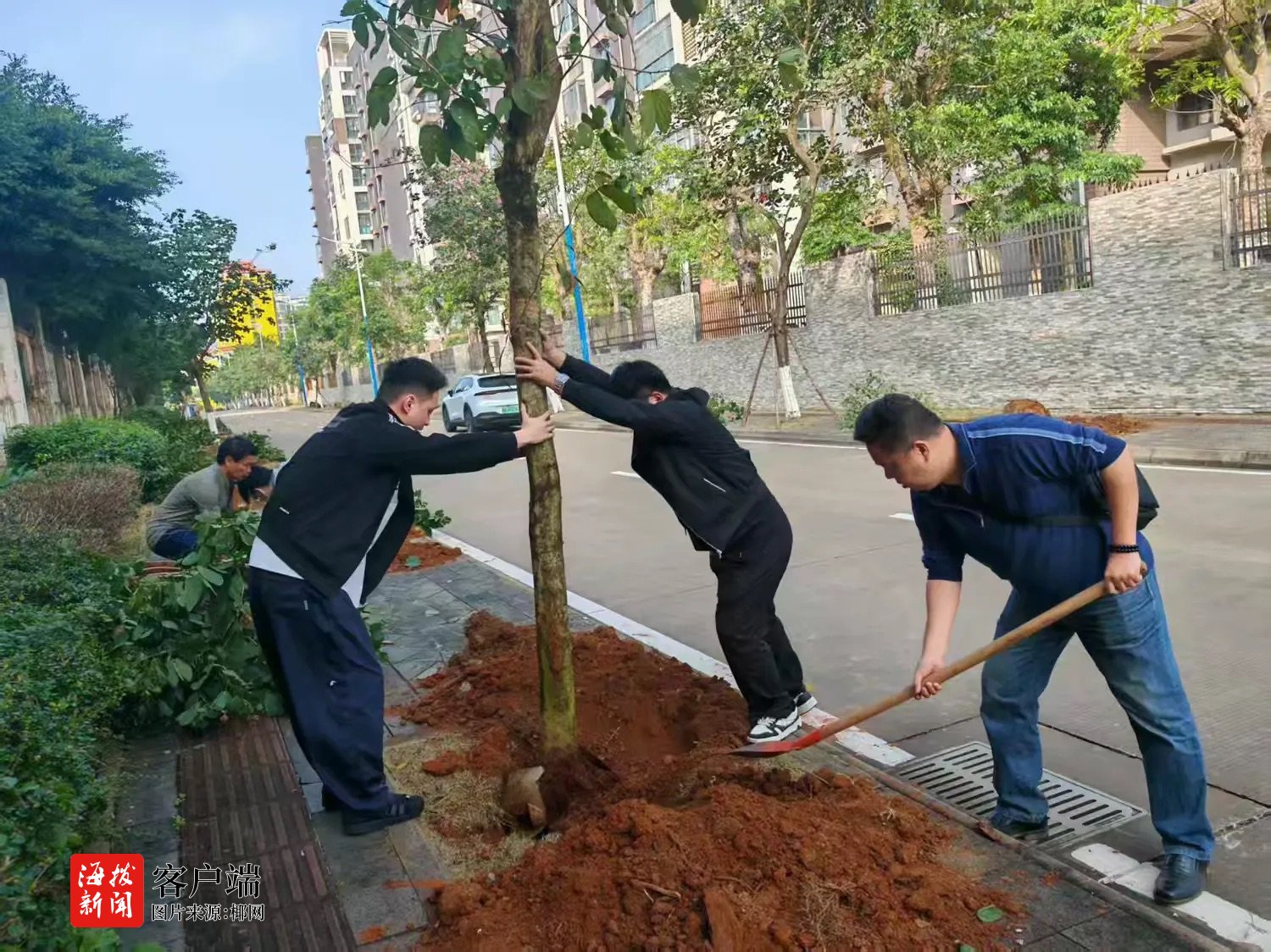 秀英区：爱心企业捐赠苗木 同心共建绿色家园(图4)