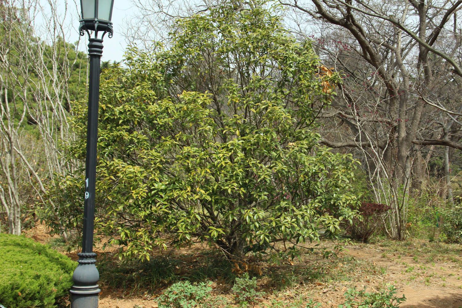 桂花树苗怎么种植方法桂花树苗图片(图1)