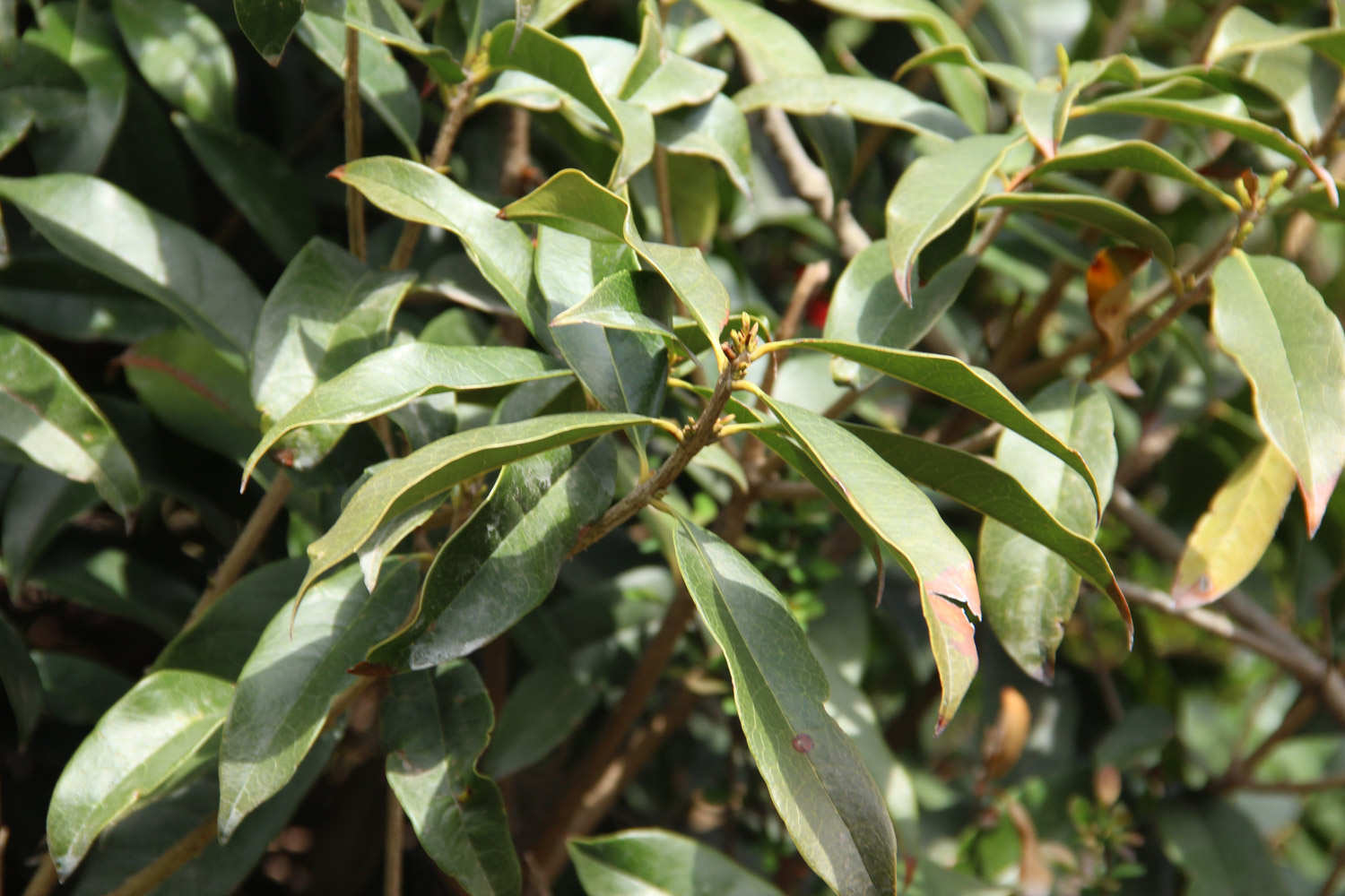 桂花树苗怎么种植方法桂花树苗图片(图2)