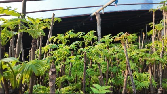 潍坊临朐“大棚+露天”立体种植香椿实现全年无休供应(图2)