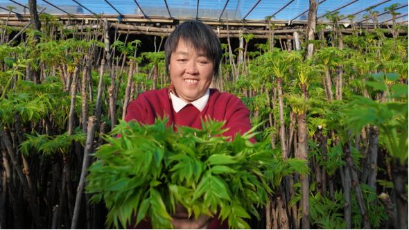 潍坊临朐“大棚+露天”立体种植香椿实现全年无休供应(图1)