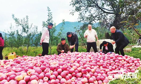 宝鸡苹果何以“一果见中国”