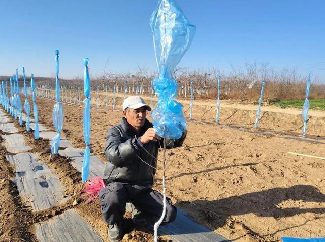 陕西铜川市新区果业发展势头强劲(图2)