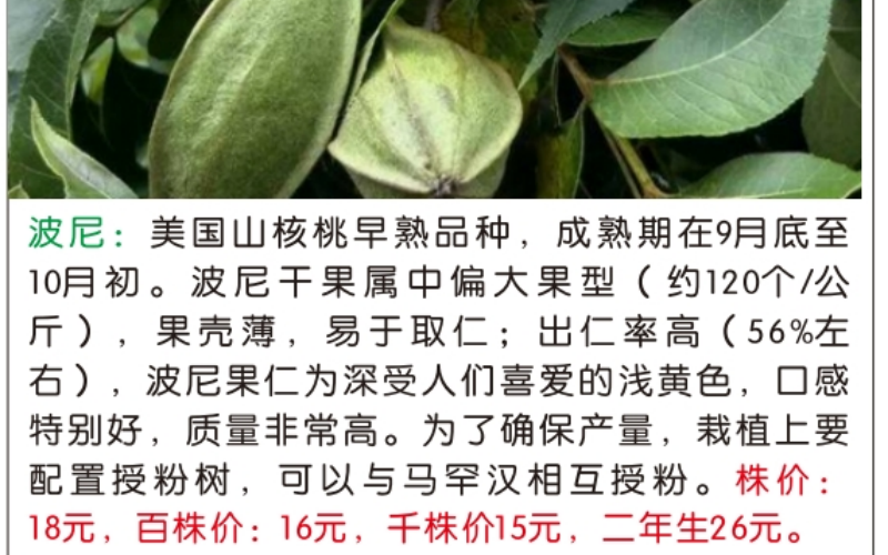 2025年碧根果树苗哪家好？推荐榜单出炉