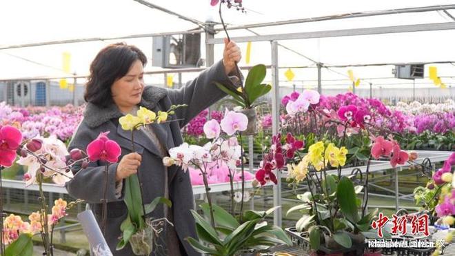 浙江年宵花产销旺 农业科技助“花香”传四海(图1)