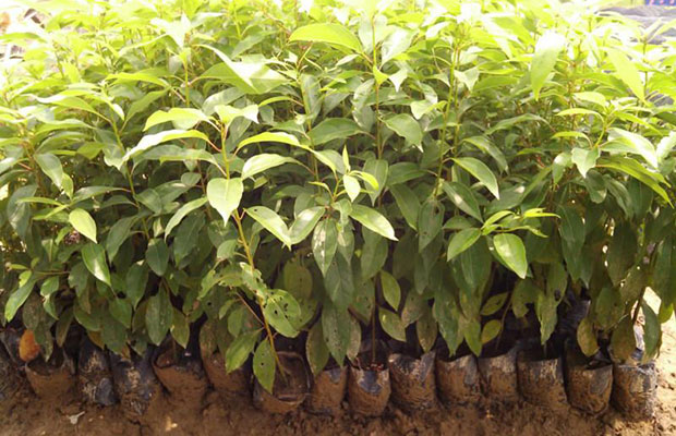 构建乔木参天灌木茁壮苗木葱郁的产业生态