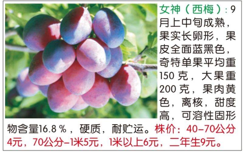 2026年1月西梅树苗哪家强推荐
