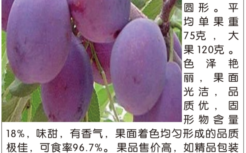 2026年1月西梅树苗哪家强推荐(图2)
