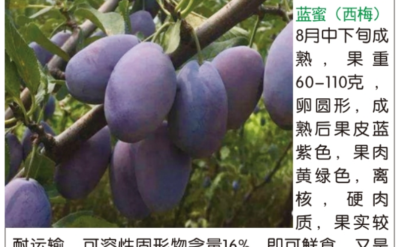 2026年1月西梅树苗哪家强推荐(图3)