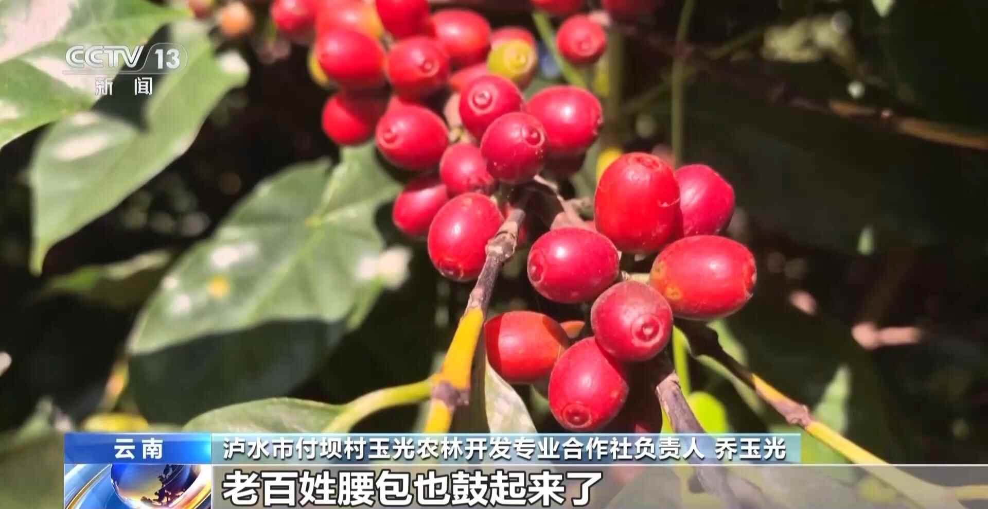 一线见闻丨走出大山 云南咖啡何以从“红果”走向“红火”？(图4)