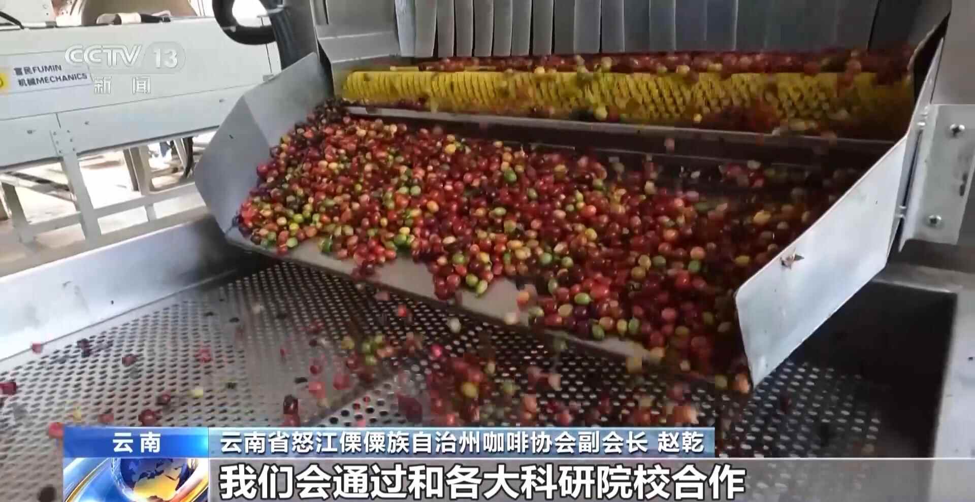 一线见闻丨走出大山 云南咖啡何以从“红果”走向“红火”？(图5)