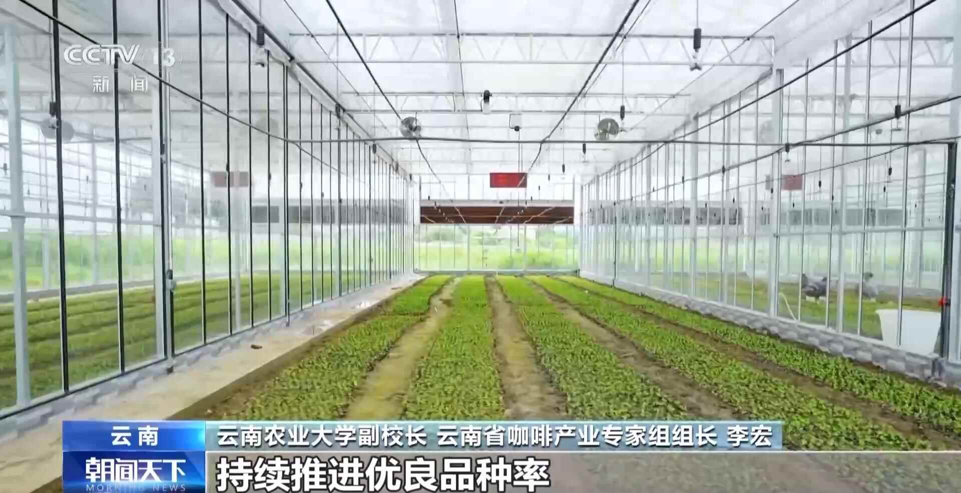 一线见闻丨走出大山 云南咖啡何以从“红果”走向“红火”？(图12)
