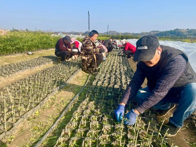 从田间到云端！双基地联动育“金苗”(图3)