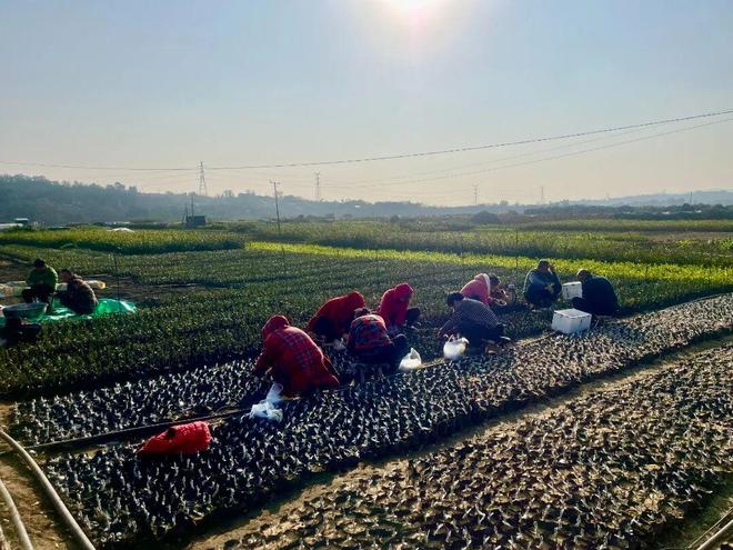 从田间到云端！双基地联动育“金苗”(图2)