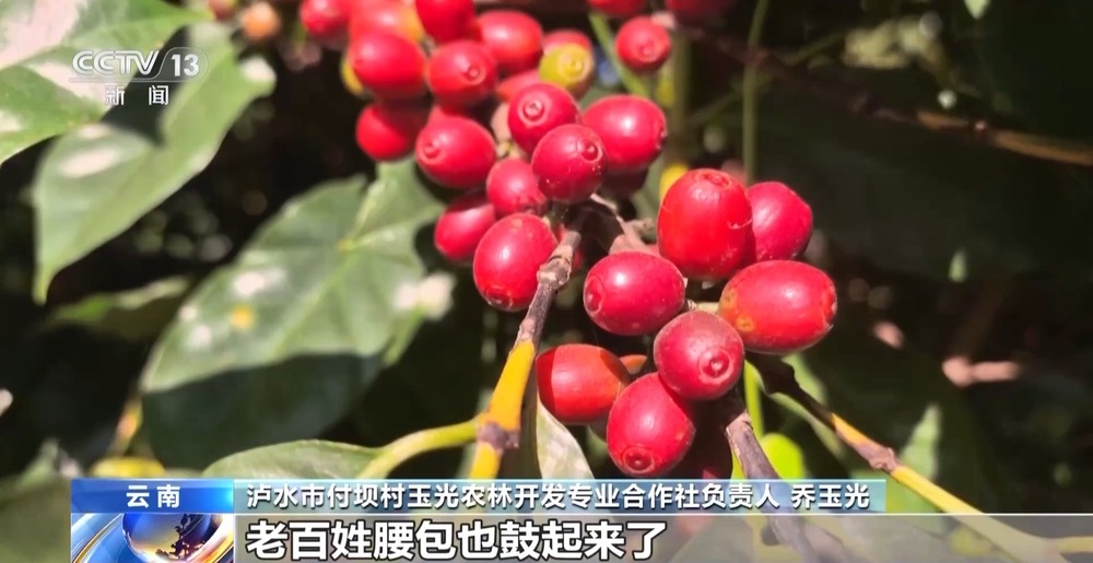 一线见闻丨走出大山云南咖啡何以从“红果”走向“红火”？(图4)