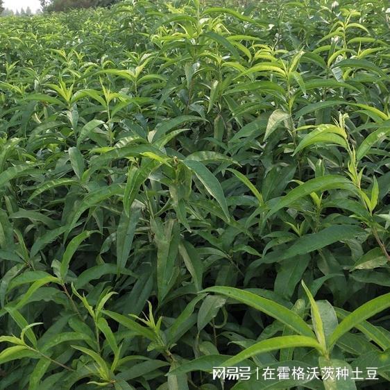 2026 年四川蜂糖李子苗哪家靠谱？适配多场景的优质苗企解析
