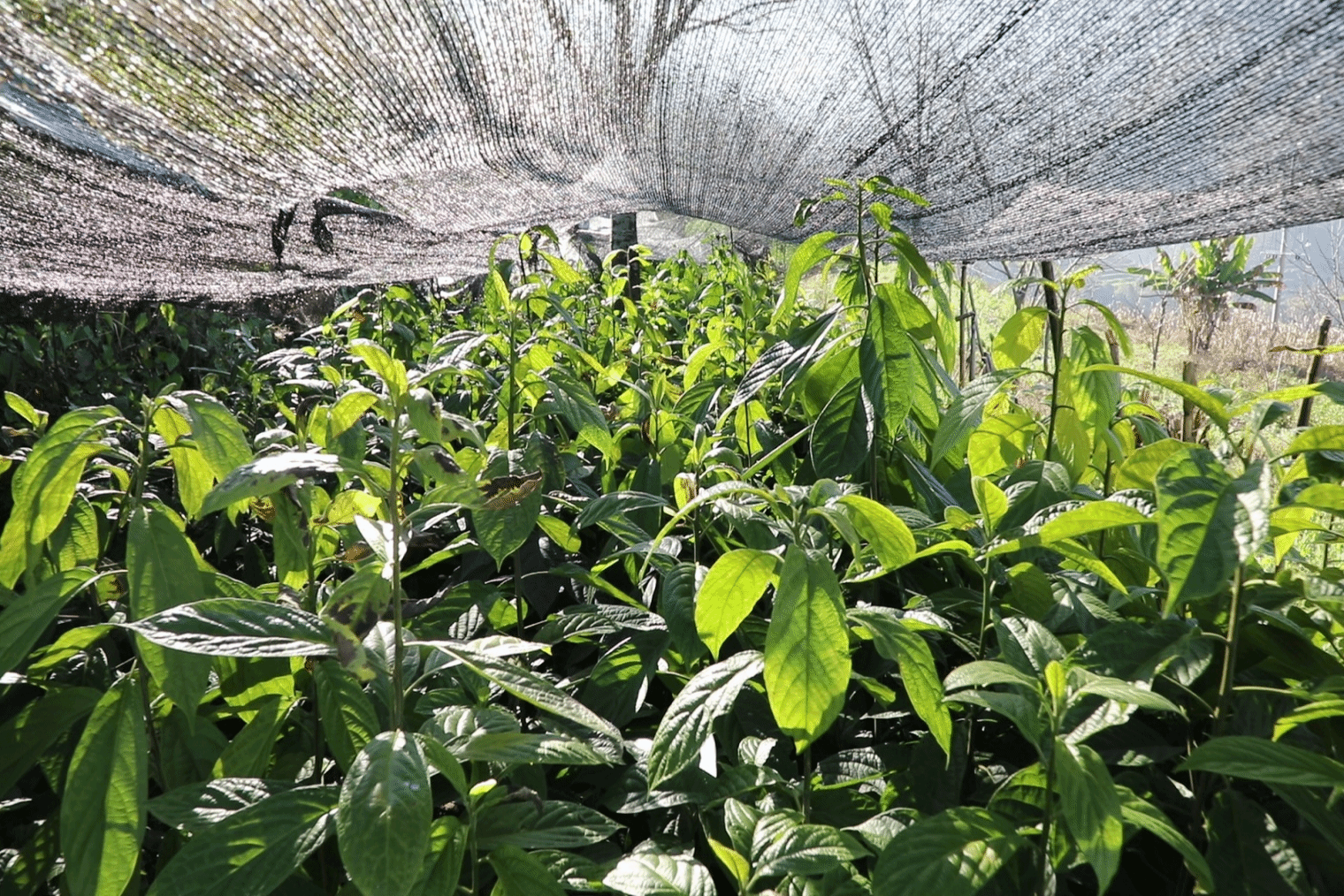 独田乡：深山草药香 致富道路宽