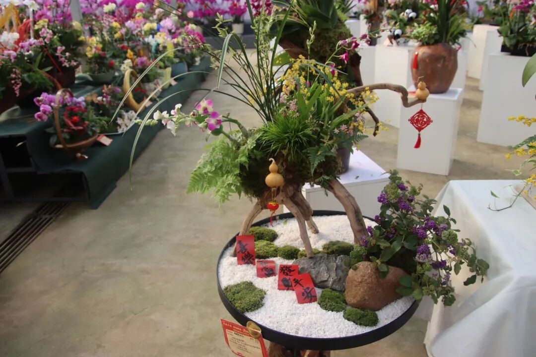 花漾齐鲁·喜迎新春 2026年宵花市盛大开幕(图6)