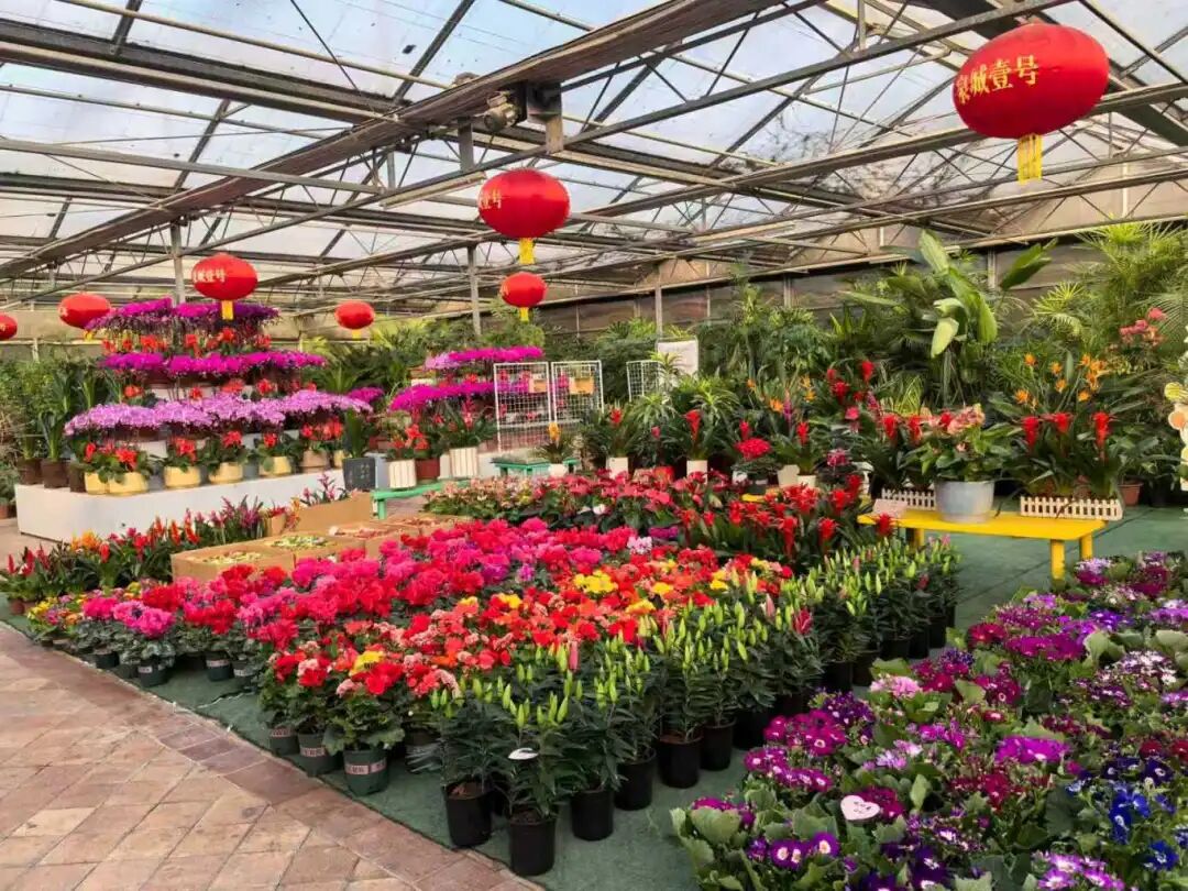 花漾齐鲁·喜迎新春 2026年宵花市盛大开幕(图10)